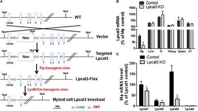 Macrophage Lysophosphatidylcholine Acyltransferase 3 Deficiency-Mediated Inflammation Is Not Sufficient to Induce Atherosclerosis in a Mouse Model